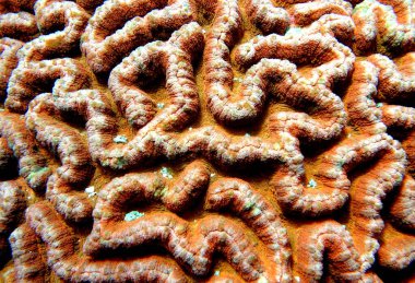 Turuncu Beyin Mercanı Yakın plan. Yüksek kalite fotoğraf