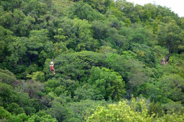 Palau 'da zip astarlı. Palauan Ormanı 'nda uçan kadınlar. Yüksek kalite fotoğraf