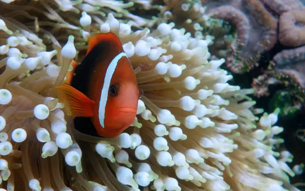 Anemone Fish in a Soft Coral. Scuba diving at a beautiful coral reef in indonesia. High quality photo