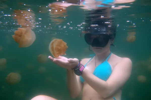 Beautiful Jelly Fish Lake Moment. Women showing carefully the golden jelly fish with dive mask and blue bikini. High quality photo