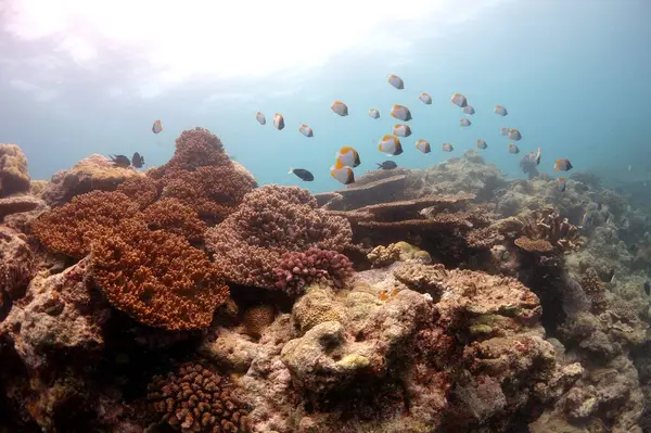 Palau mikronezyasında harika bir mercan resifinde gezinen kelebek balığı grubu. Yüksek kalite fotoğraf