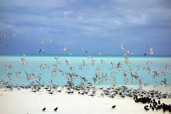 Thousand birds starting to fly at a white sand beach with crystal clear turqouise water in the backround and some clouds at the sky. Helene Reef in Ocean Pacific. High quality photo