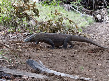 Komodo Ejderhası Endonezya 'daki Komodo Ulusal Parkı' nın vahşi doğasında yürüyor. Yüksek kalite fotoğraf