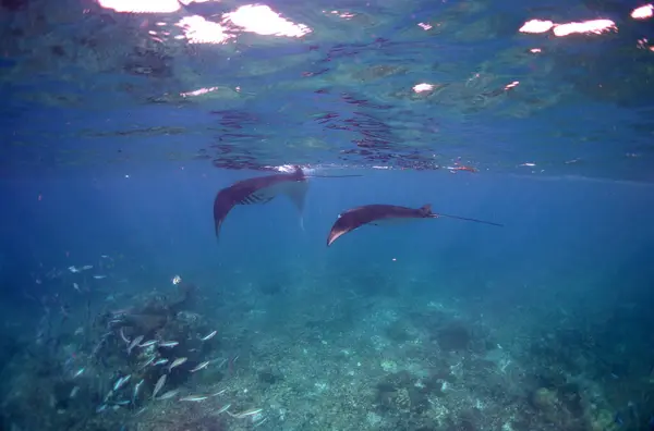 Yüzeyde şnorkelle yüzerken süzülen iki Manta. Komodo Adası Ulusal Parkı. Endonezya 'da. Asya. Yüksek kalite fotoğraf