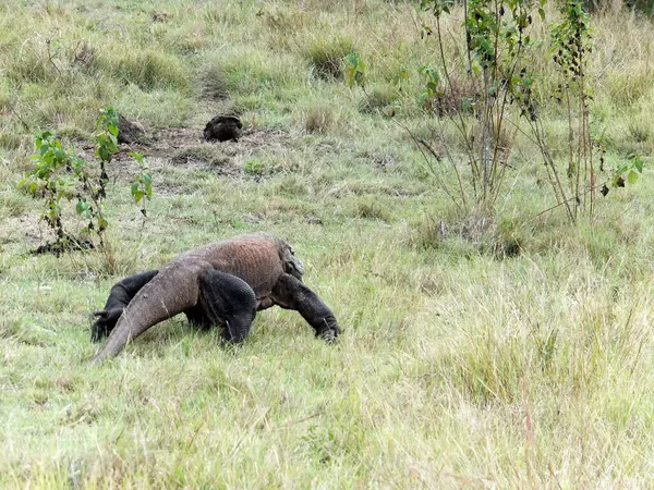 Komodo Dragon 'un Endonezya' daki Komodo Ulusal Parkı 'na gelişi enteresan bir bakış açısı. Yüksek kalite fotoğraf