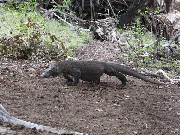 Komodo Ejderhası Endonezya 'daki Komodo Ulusal Parkı' nın vahşi doğasında yürüyor. Yüksek kalite fotoğraf