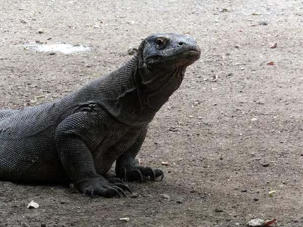 stock image Komodo Dragon looking at the camera close up Komodo National Park Indonesia Asia. High quality photo