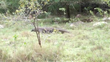 Vahşi doğada dolaşan bir Komodo Ejderhasının tam HD videosu. Komodo Ulusal Parkı. Endonezya 'da. - Evet. Yüksek kaliteli FullHD görüntüler