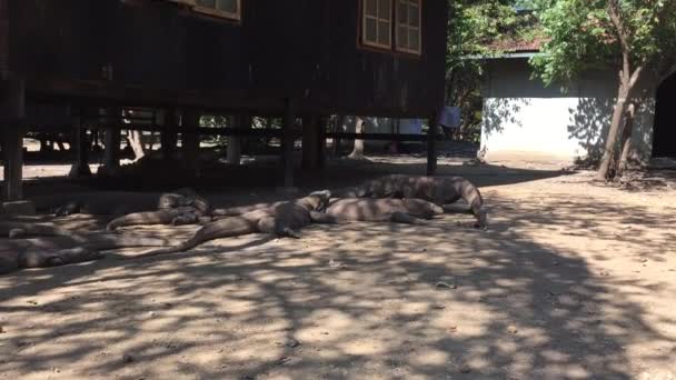 Grupo Dragones Komodo Que Enfrían Área Cocina Parque Nacional Isla — Vídeo de stock