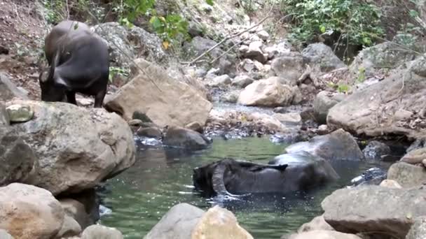 Dwa Czarne Bawoły Cieszące Się Kąpielą Rzeczną Parku Narodowym Komodo — Wideo stockowe