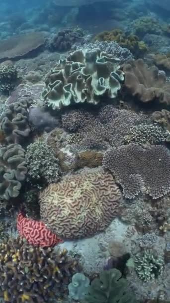 Verticale Beelden Van Prachtige Zachte Harde Koralen Indonesië Onderwater Tijdens — Stockvideo