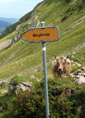 Hiking Sign to Meglisalp in the alpstein, switzerland. Cow looking curious in the back. Wanderlust. Appenzellerland. High quality photo clipart