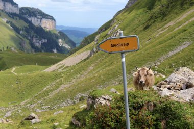 Alpstein 'da Meglisalp' e yürüyüş işareti, İsviçre. İnek arkada meraklı görünüyor. Seyahat tutkusu. Appenzellerland 'de. Yüksek kalite fotoğraf