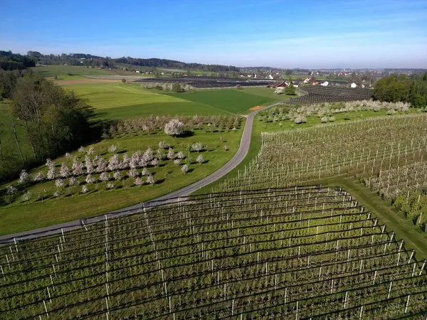 Apple Field Thurgau İlkbaharda sabah erkenden çiçek açar. İsviçre. Yüksek kalite fotoğraf