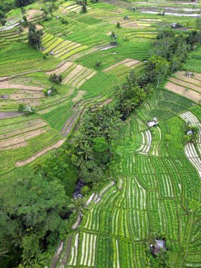 Sidemen Bali Endonezya 'daki yeşil pirinç tarlalarının ortasında nehir bulunan havadan görüntüsü. Panoramik ve Güzel. Yüksek kalite fotoğraf