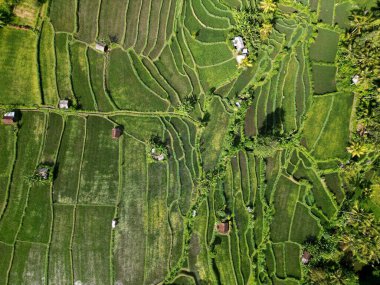 Terasta yetişen yeşil pirinçle Sidemen Bali Endonezya 'daki güzel yeşil pirinç tarlaları. Yüksek kalite fotoğraf
