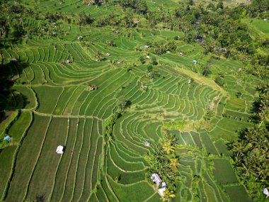 Hava Aracı Bali Endonezya 'da, terasta yetişen güzel yeşil pirinç tarlaları. Yüksek kalite fotoğraf
