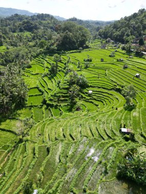 Sidemen Bali Endonezya 'da güzel yeşil pirinç tarlaları ve terasta güzel yeşil pirinç yetişiyor. Hava görüntüsü. Yüksek kalite fotoğraf