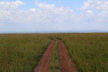 Afrika Ulusal Parkı 'nın çölündeki çimlerin arasındaki kırmızı toprak lastik yolu. Yüksek kalite fotoğraf