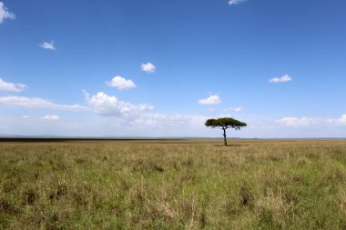 Afrika 'nın Savanasındaki Yalnız Ağaç. Gökyüzünde çok az bulut var. Yüksek kalite fotoğraf