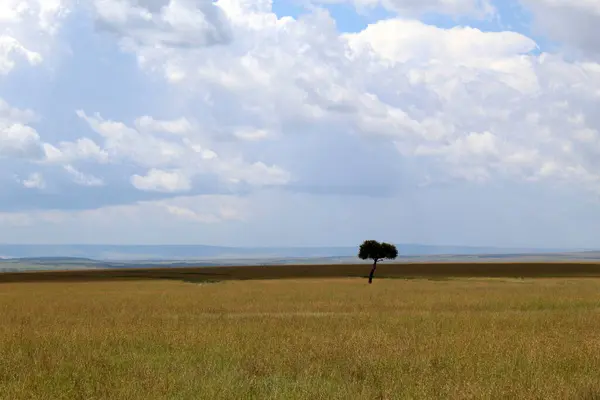 Afrika çölünde, bulutlu gökyüzünde yapayalnız bir ağaç. Yüksek kalite fotoğraf
