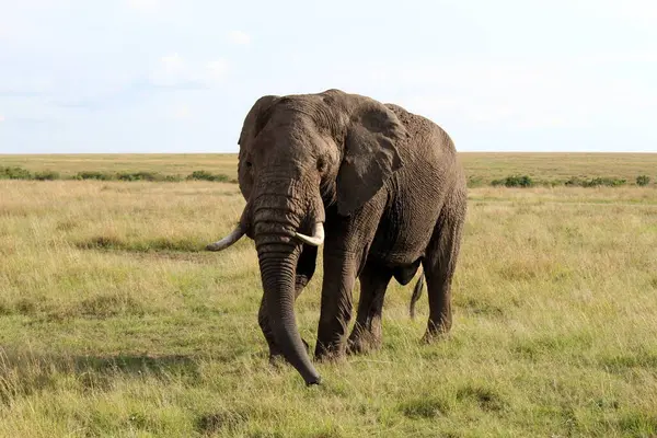 Kenya 'daki Masai Maara Ulusal Parkı' nda çekilmiş bir Afrika fili fotoğrafı. Yüksek kalite fotoğraf