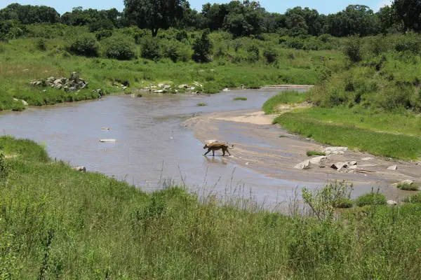 Afrika Aslanı Tansanya ve Kenya arasında nehri geçiyor. Yüksek kalite fotoğraf