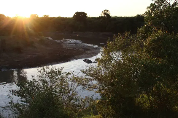 Nehir ve suaygırlarının banyo yaptığı güzel manzara fotoğrafı, Ulusal Park Massai Maara Afrika. Yüksek kalite fotoğraf
