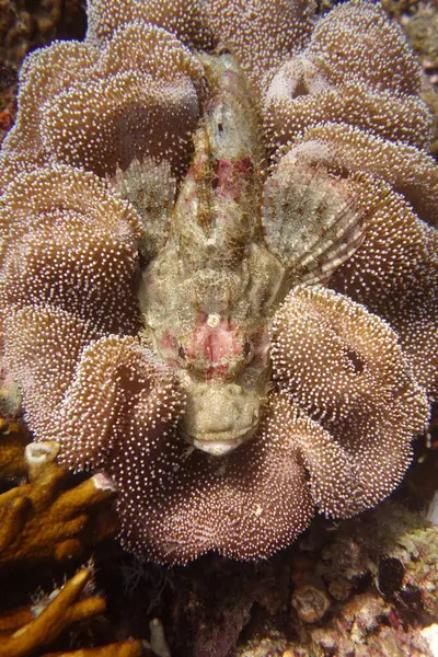 Güzel Pembe Akrep Balığı Mafya Adası Tanzanya Afrika 'sında dalış yaparken yumuşak bir mercanda kamufle olmuş. Yüksek kalite fotoğraf