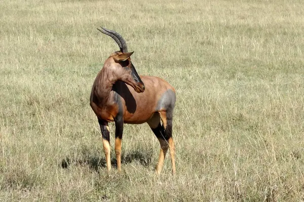 Antilop Topi, Afrika 'daki Massai Maara Ulusal Parkı' nda solda. Yüksek kalite fotoğraf