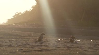 Gün batımında iki neşeli köpeğin neşeyle güzel kıyı şeridini keşfettikleri resim gibi ve huzurlu bir sahil.