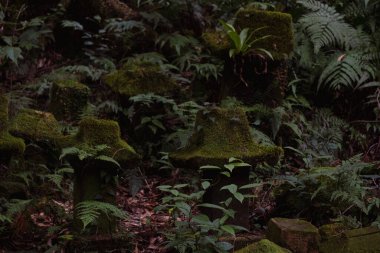 Huzurlu ve sakin bir ormana doğru ilerlerken, canlı, yemyeşil yeşillikler arasında Mosscovered taşları keşfedilir.