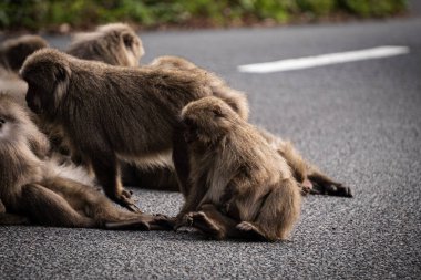 Canlı bir grup babun vahşi doğada yol kenarında dinlenirken görülebilir.