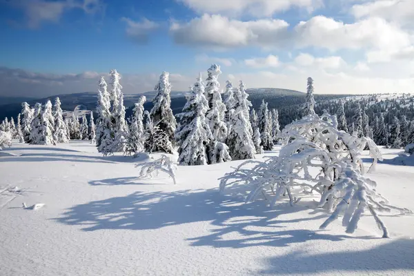 Güzel ağaçlarla kışın manzarası