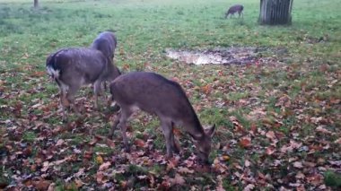 Güzel bir beyaz nadasa ve geyik manzarası