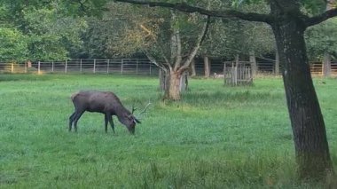 Güzel bir beyaz nadasa ve geyik manzarası