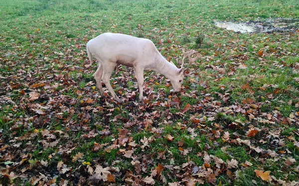 Bir sonbahar parkında beyaz, düşen bir geyik manzarası..