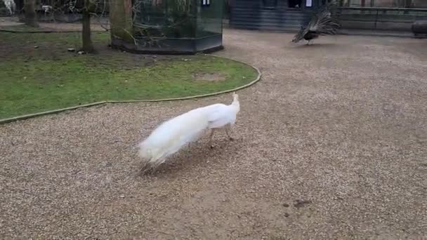 Vacker Påfågel Promenad Slottsparken — Stockvideo