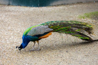 Şatodaki tavus kuşu manzarası çok güzel.