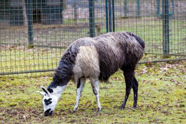 Şatodaki devekuşu manzarası.