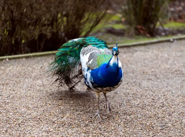 Şatodaki tavus kuşu manzarası çok güzel.