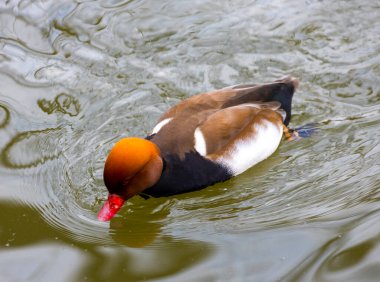 Kırmızı gagalı bülbül manzarası