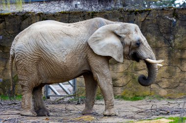 Filin güzel manzarası