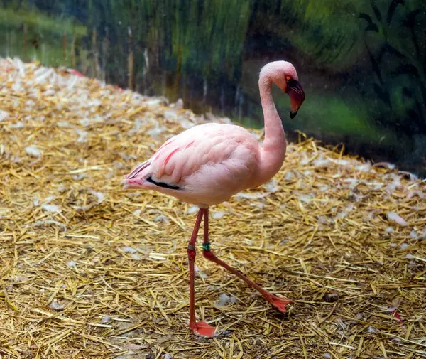 Küçük flamingo 'nun güzel manzarası