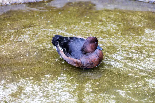 Küçük Polonyalı manzarası