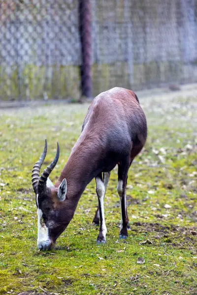Beyaz önlü bufalo manzarası