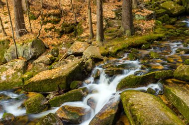 Vahşi bir dağ vadisinde romantik bir akarsu manzarası
