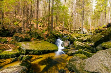 Vahşi bir dağ vadisinde romantik bir akarsu manzarası