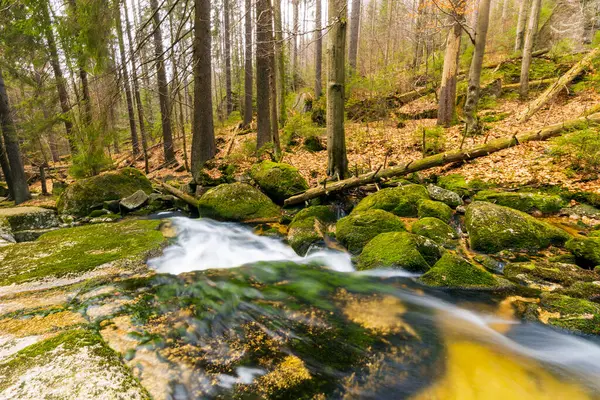 Vahşi bir dağ vadisinde romantik bir akarsu manzarası
