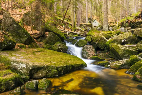 Vahşi bir dağ vadisinde romantik bir akarsu manzarası